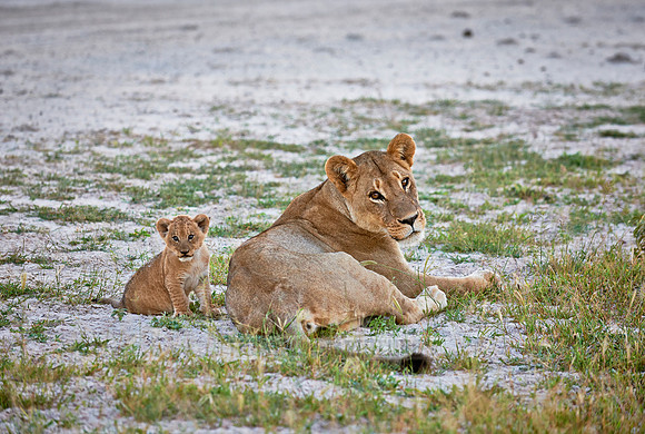 lioness with very young cub