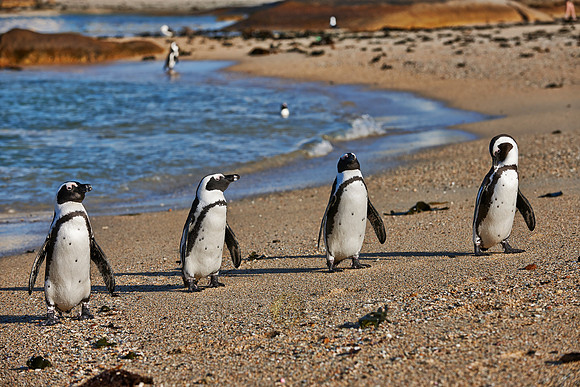 African Penguin