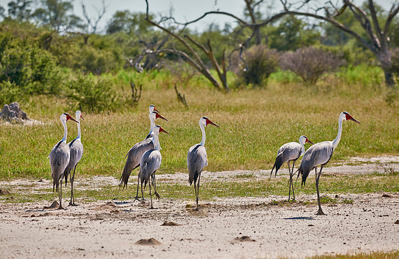 Wattled Crane