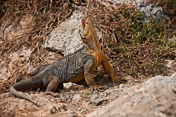 Galapagos Land Iguana