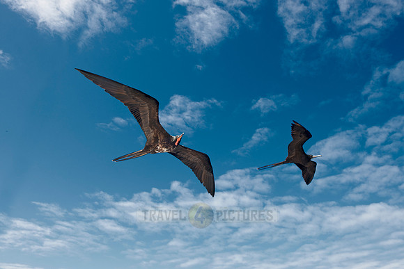 flying Frigatebirds