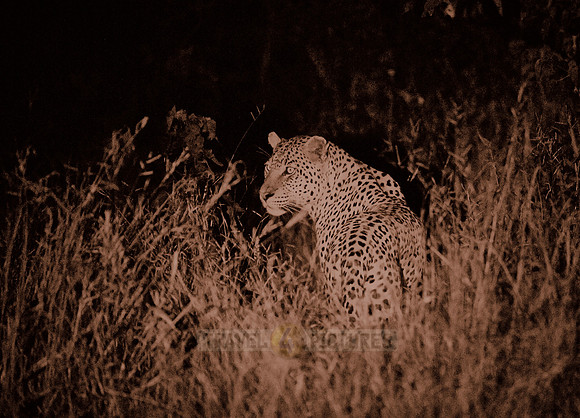 leopard (Panthera pardus)