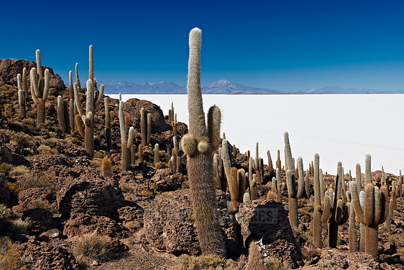 Inkahuasi Island, Salar de Uyuni