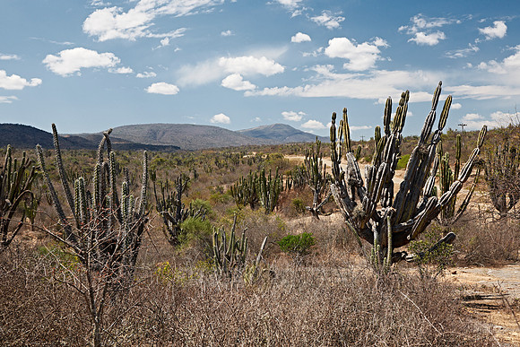 cacti forest