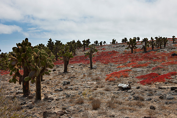 typical plants and landscape on Isla Plaza, Galapagos