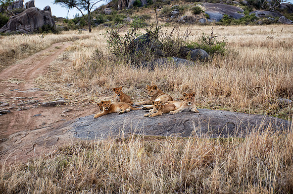 group of lion cubs