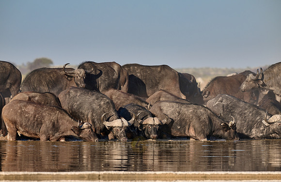 herd of African buffalos at waterhole