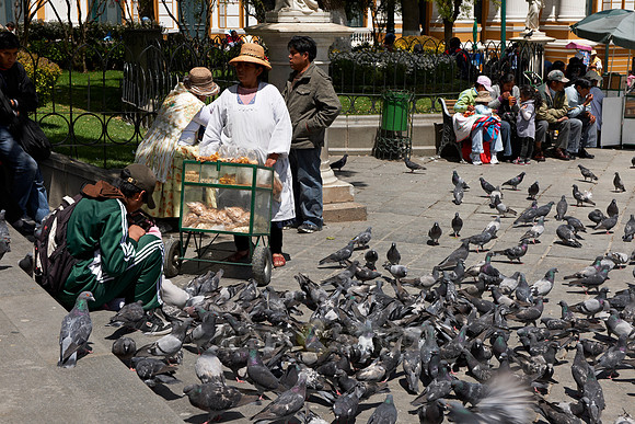 locals feeding pigeons, Plaza Murillo