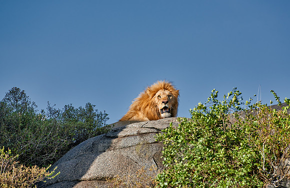huge male lion on a kopje