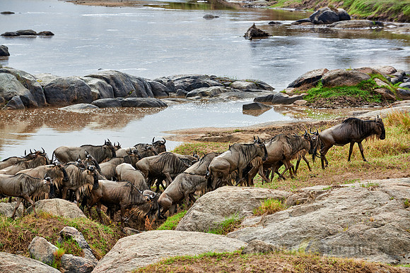 herd of wildebeest crossing Mara River