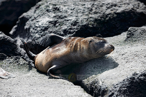young Galapagos Sea Lion