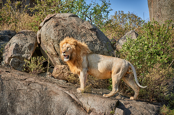 huge male lion on a kopje