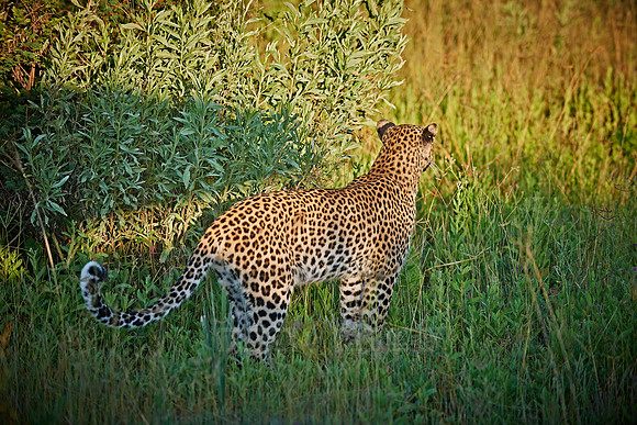 leopard (Panthera pardus)