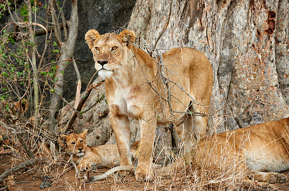 alert lioness