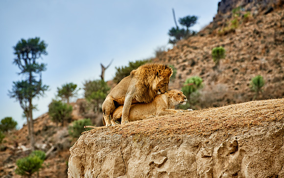 mating lions in Ngorongoro crater