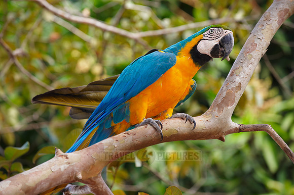 Blue-and-Yellow Macaw, Ara ararauna