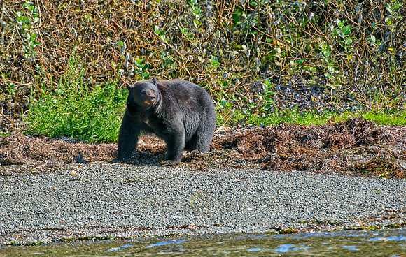 huge male American black bear