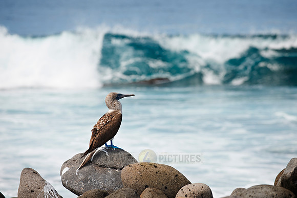 Blue-footed Booby