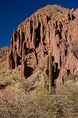 cacti and erosion landscape