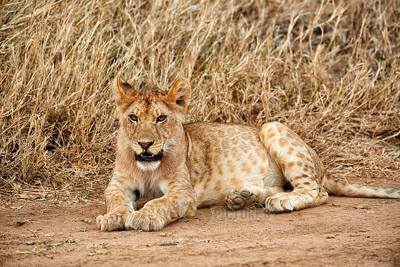cute ​lion cub