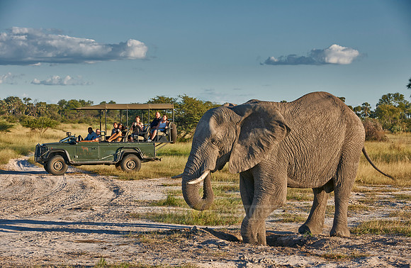 African elephant with safari car
