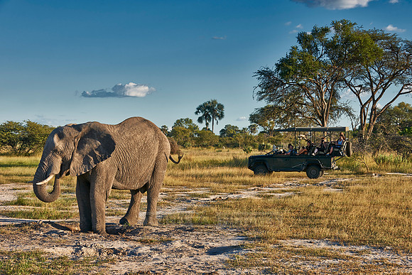 African elephant with safari car