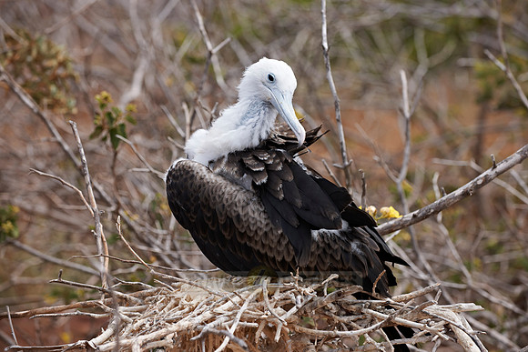 young Frigatebird