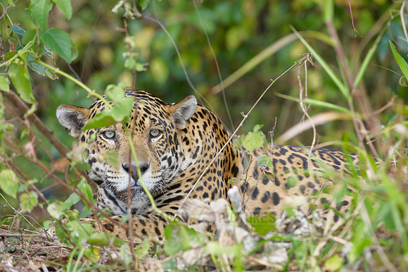 Jaguar, PANTHERA ONCA