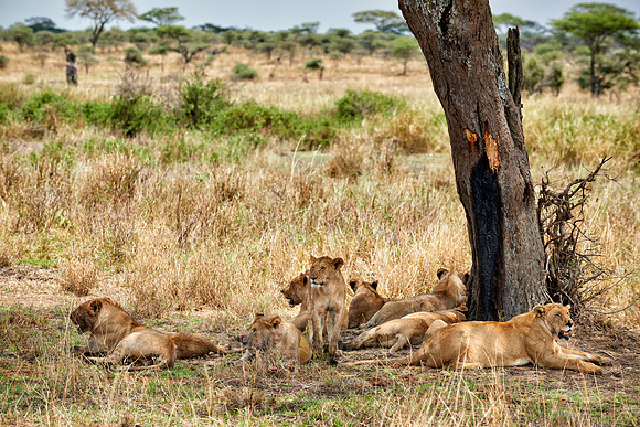 group of lions resting after a dirty kill
