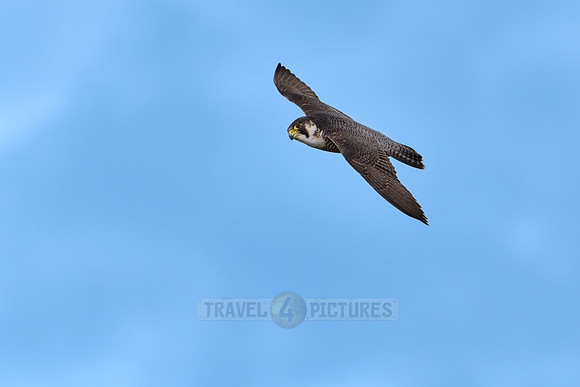 male Peregrine Falcon in flight