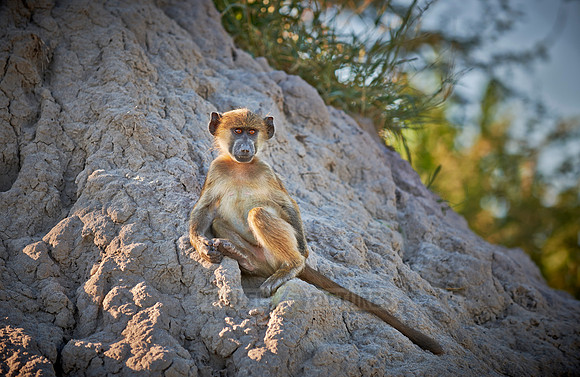 Chacma baboon