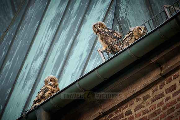 Eurasian eagle-owl (Bubo bubo), three fledglings on a roof