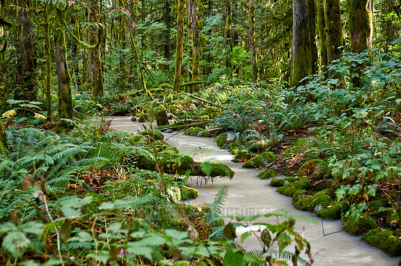 milky river in Great Bear Rainforest