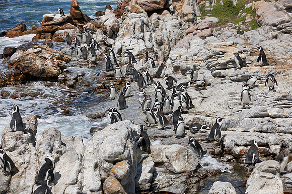 Colony of African Penguin