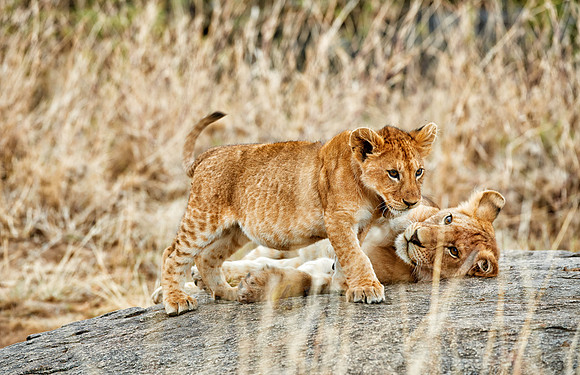 cute ​lion cub