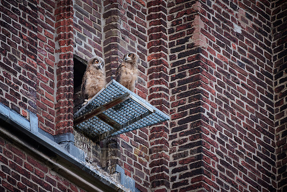 Eurasian eagle-owl (Bubo bubo), two fledglings on a roof of a church