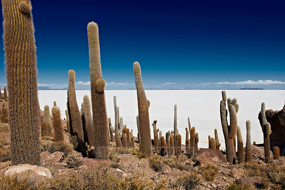 Inkahuasi Island, Salar de Uyuni