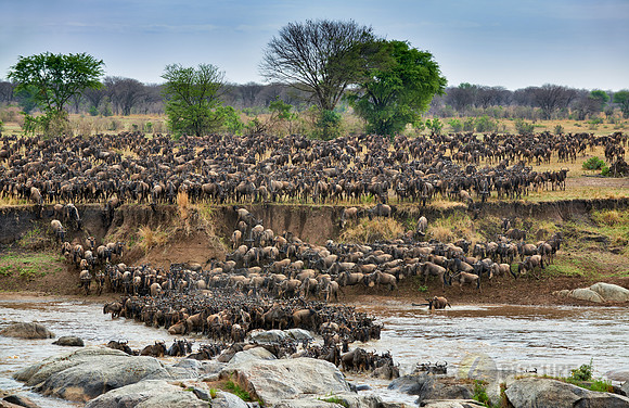 herd of wildebeest crossing Mara River