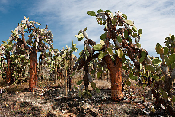 Galapagos giant cactus