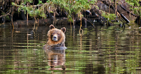 Grizzly bear at Knight Inlet