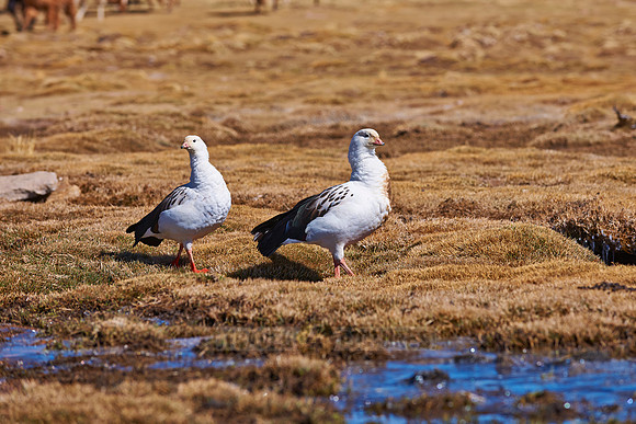 Andean Goose