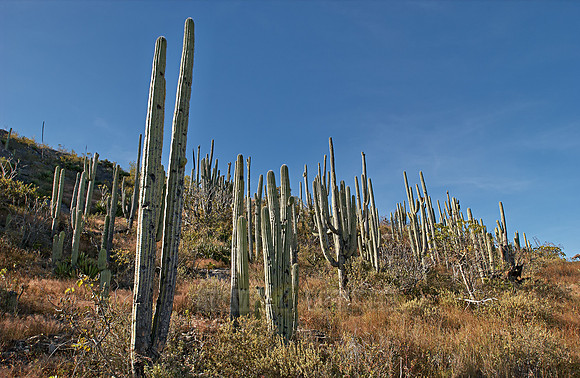 landscape with cacti