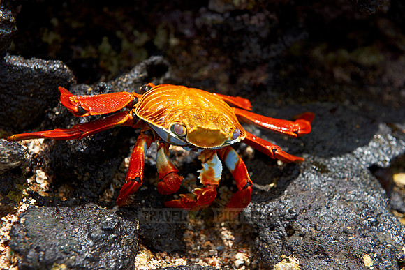 red rock crab, Grapsus grapsus