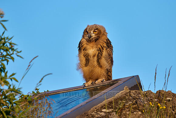 Eurasian eagle-owl (Bubo bubo), fledgling on a rock
