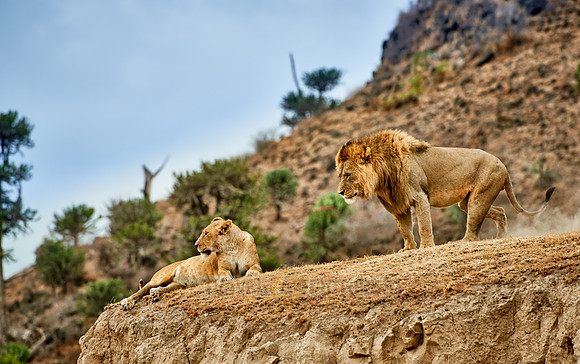 mating lions in Ngorongoro crater