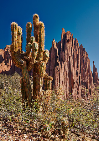 cacti and erosion landscape
