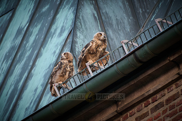 Eurasian eagle-owl (Bubo bubo), two fledglings on a roof