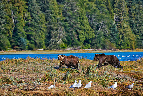 Grizzly bear at Knight Inlet