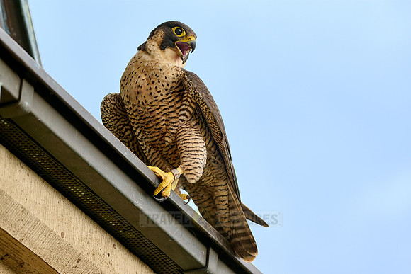 portrait female Peregrine Falcon on a church roof