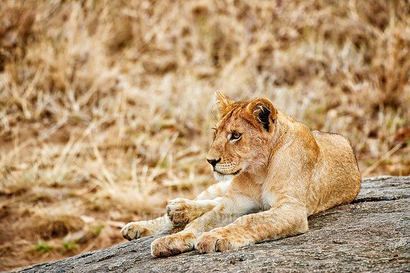 cute ​lion cub